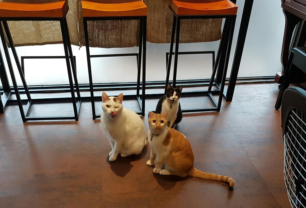 Meow G Cafe Hostel เมืองฮวาเหลียน ภายนอก รูปภาพ